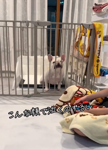 柵に顔を押し付ける犬