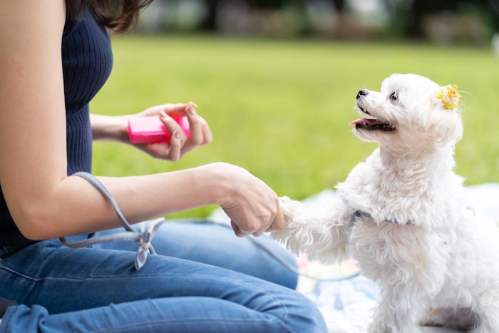 お手の訓練をする飼い主と犬