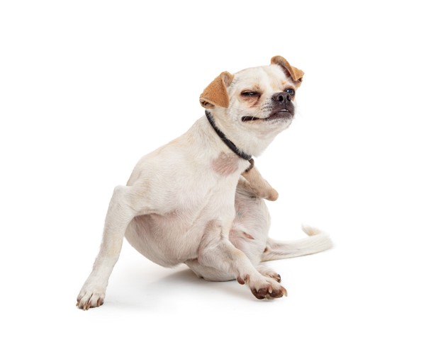 後ろ足で体を痒そうに掻いている犬