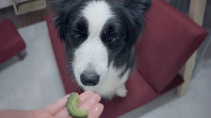 ゴーヤを持つ手と犬