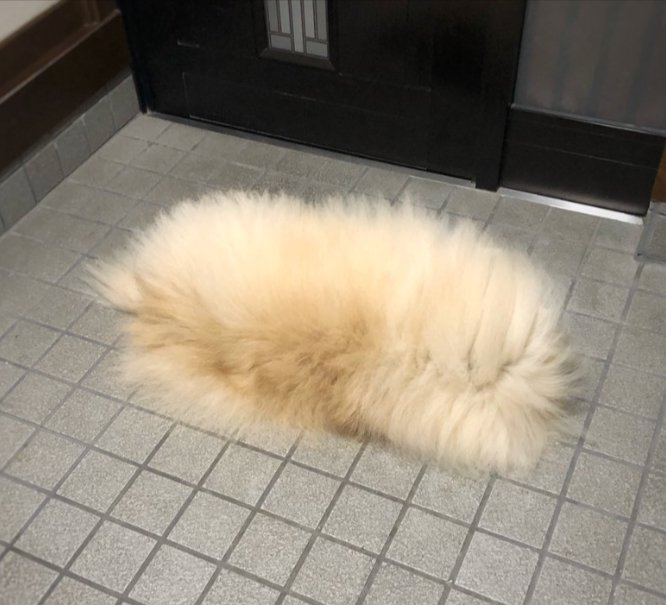 謎の毛の塊