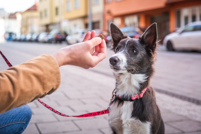 街中でおやつをもらう訓練中の犬