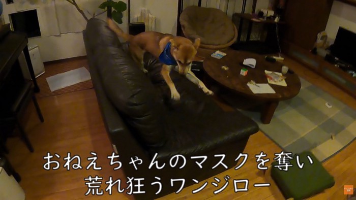 お次はマスクを奪って大暴れ♪