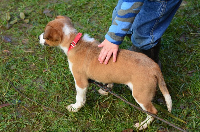 子犬の背中に手を乗せる子供