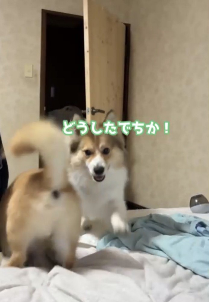 駆け付ける犬2