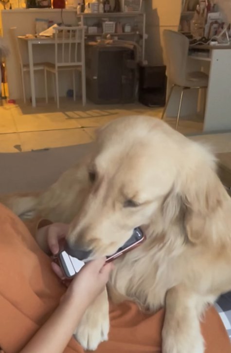 スマホに顔を乗せる大型犬