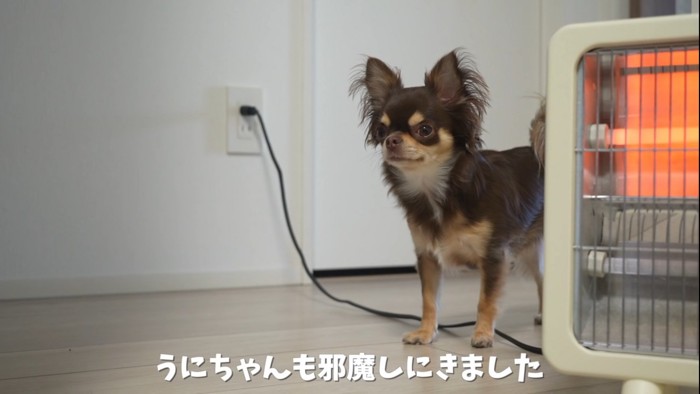 ヒーターの横にいる犬