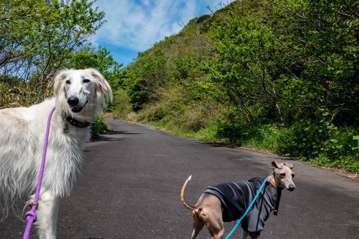 体格差のある犬の散歩