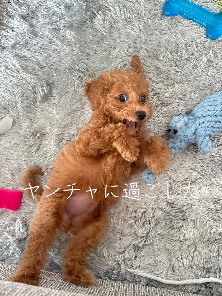 カーペットの上に寝転がってカメラを見つめる子犬