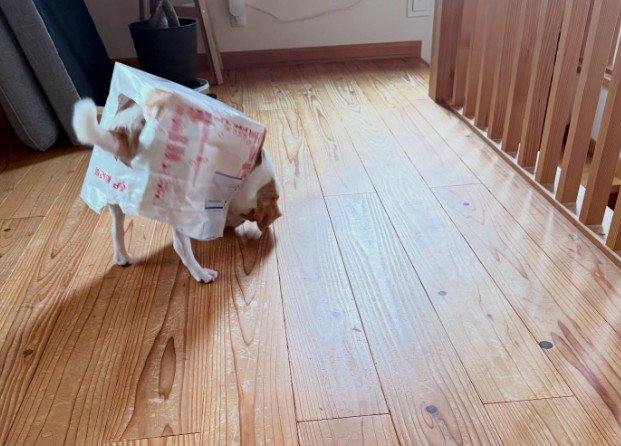 ロボット化したマールちゃん
