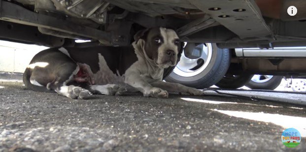 車の下に隠れた犬