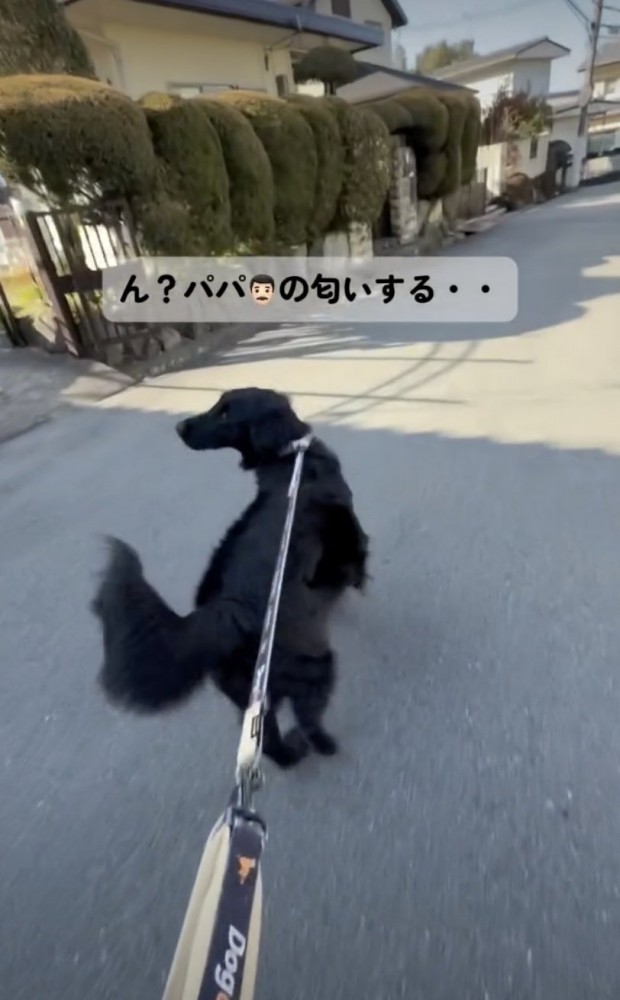 パパの匂いを感知！