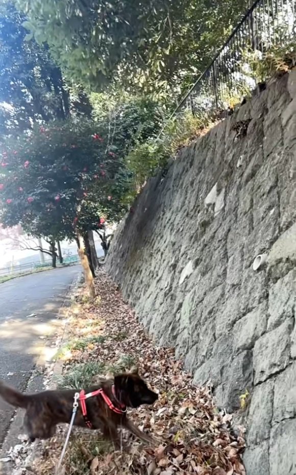 前に進むトシくん