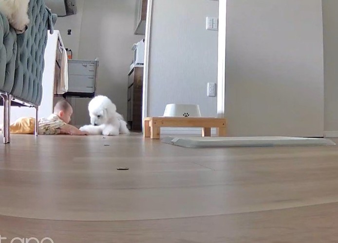 「どうやってここまで来たの?」