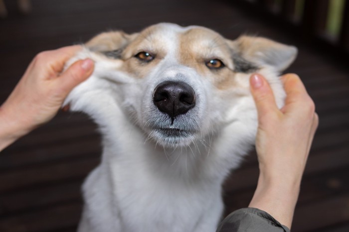 ほほを伸ばされる犬