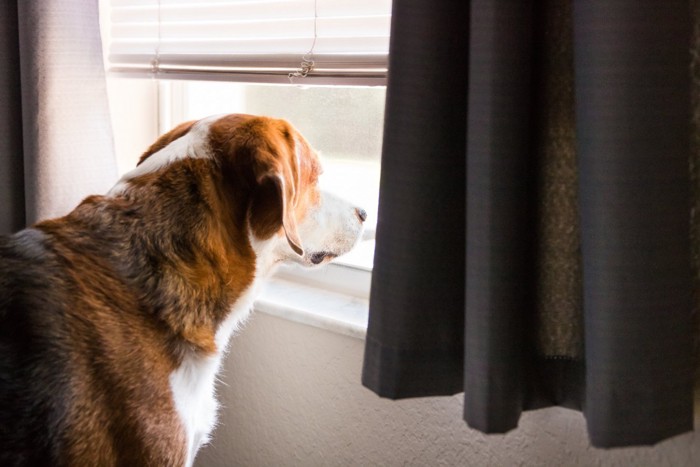 窓の外を見つめる犬