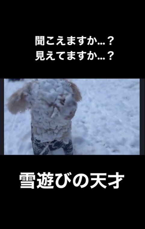 雪まみれのアロちゃん2