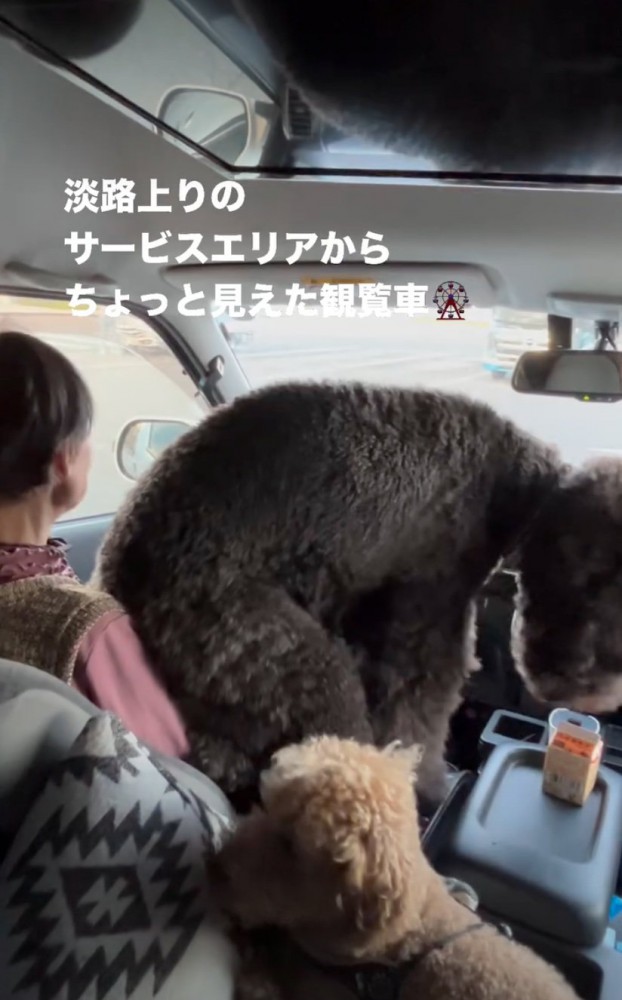 おばあちゃんの上に座る犬