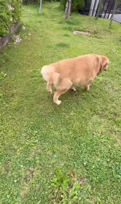 歩けるようにも！