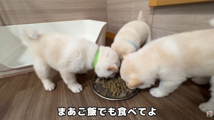 ごはんをあげたら一瞬で元気に！