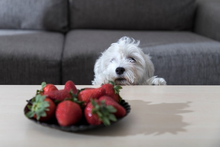 テーブルのいちごを見つめる子犬