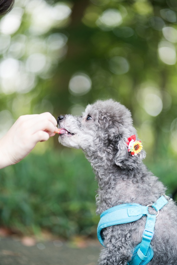 人の手からおやつをもらう犬