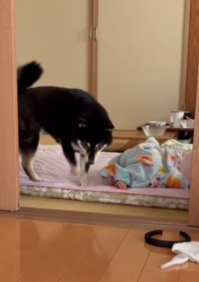 「これはどうもスイマセン…」