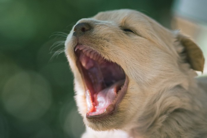 鳴いている子犬