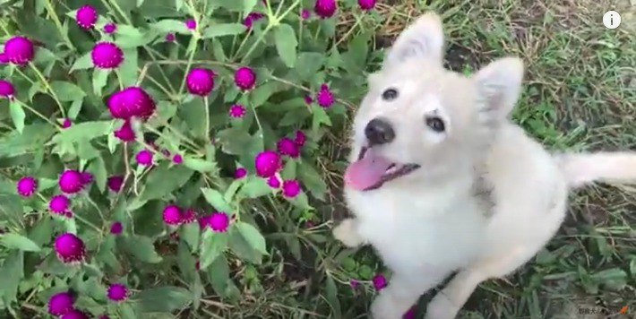 お花と子犬