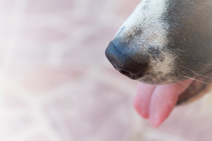 舌を出した犬の口