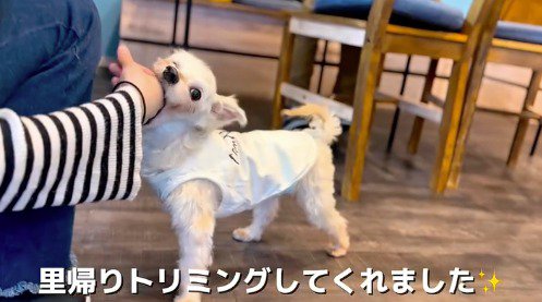 女性の手を甘噛みする犬