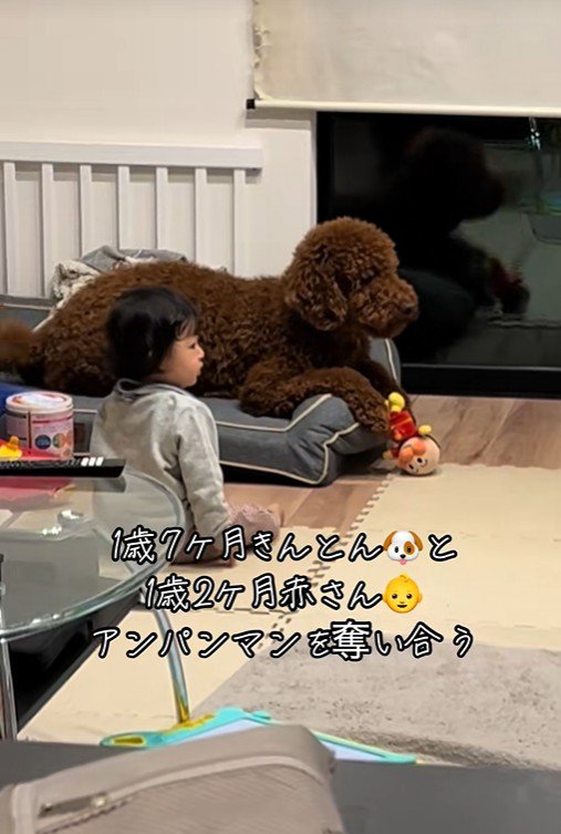 きんとん君VS男の子