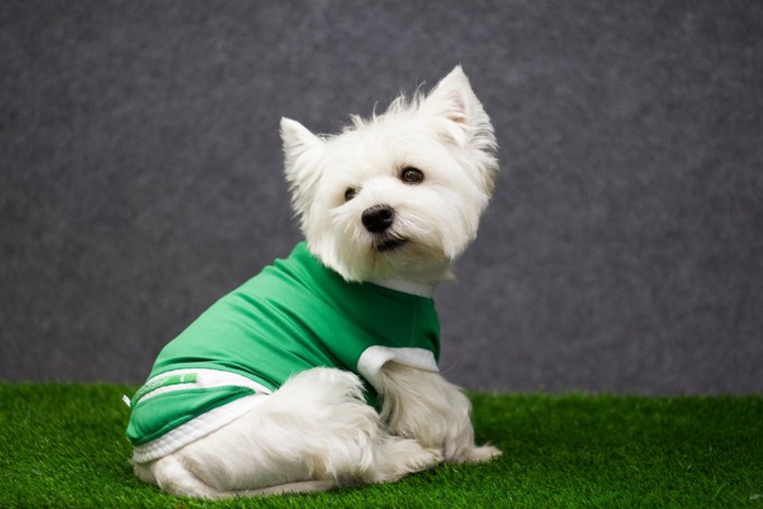 服を着て振り返る犬