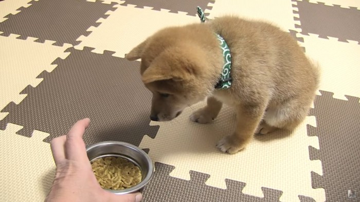 ご飯を見る柴犬