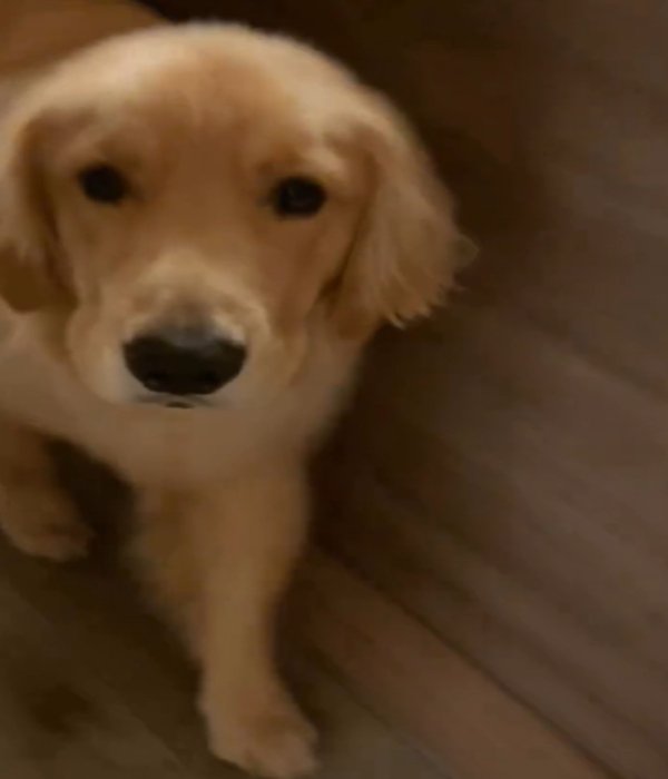 近づく犬3