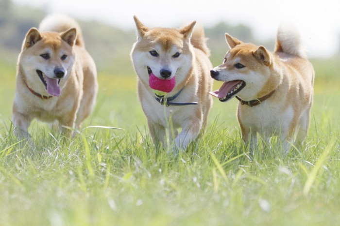 一緒に遊ぶ3匹の柴犬