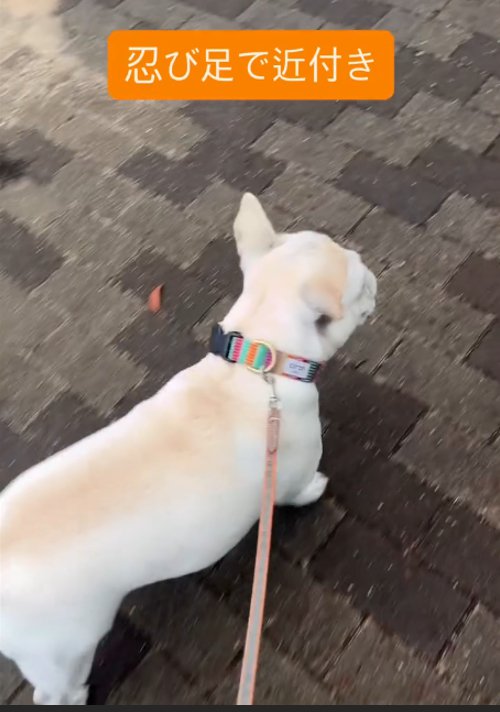 歩く犬
