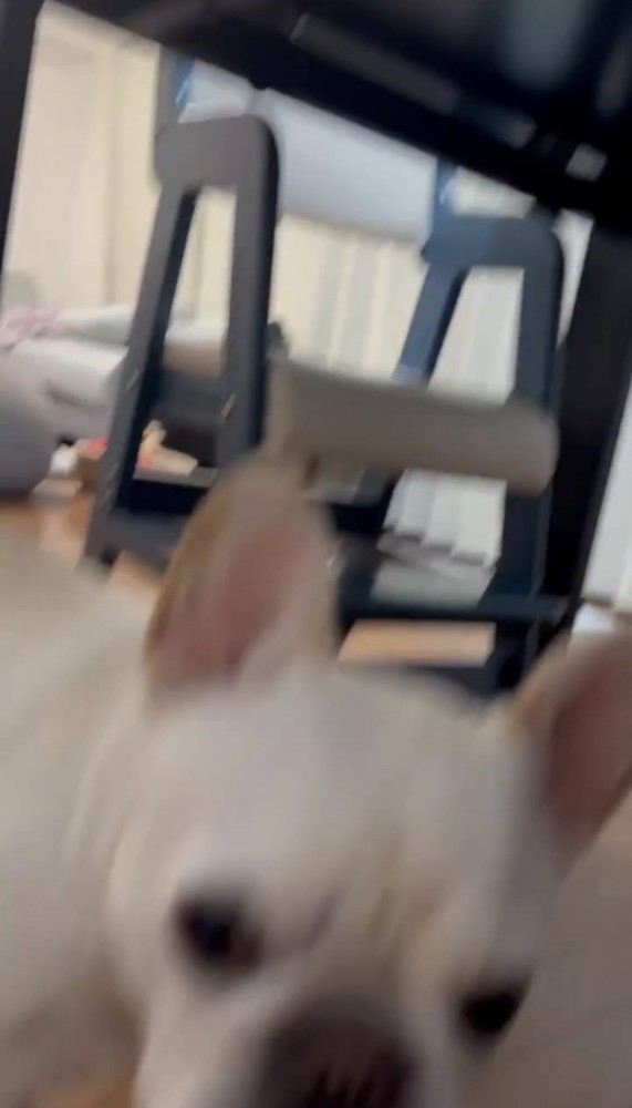 カメラに近づく犬