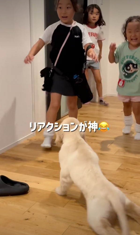 犬と対面