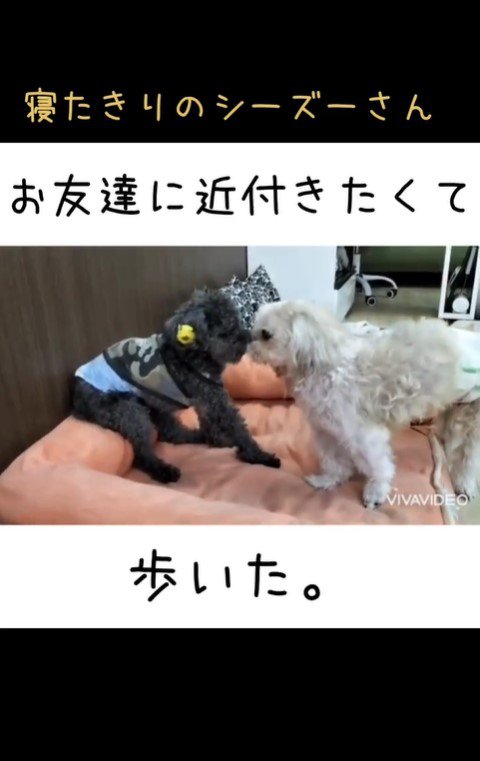 老犬たちが起こす奇跡6