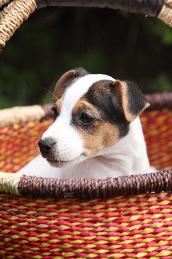 動かない犬