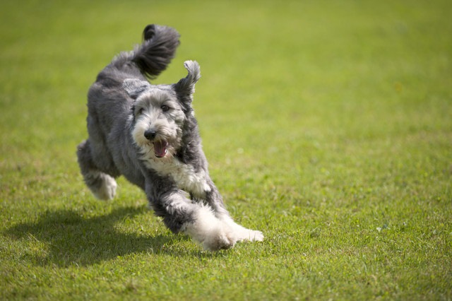 活発に動いている灰色の犬