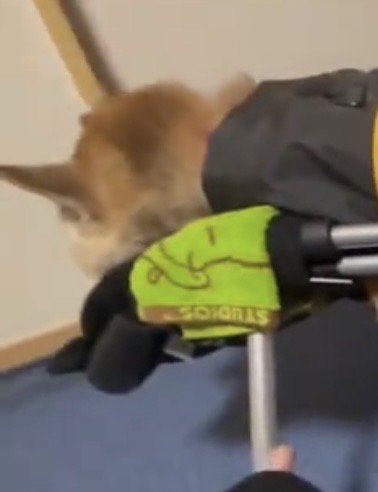 顔をうずめる犬