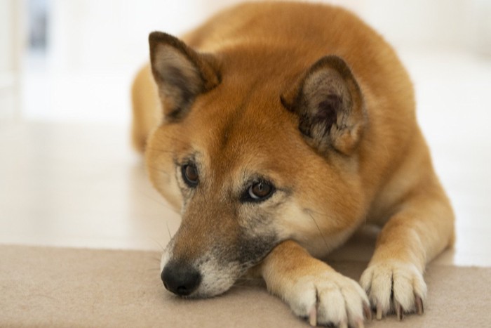 柴犬の上目遣い