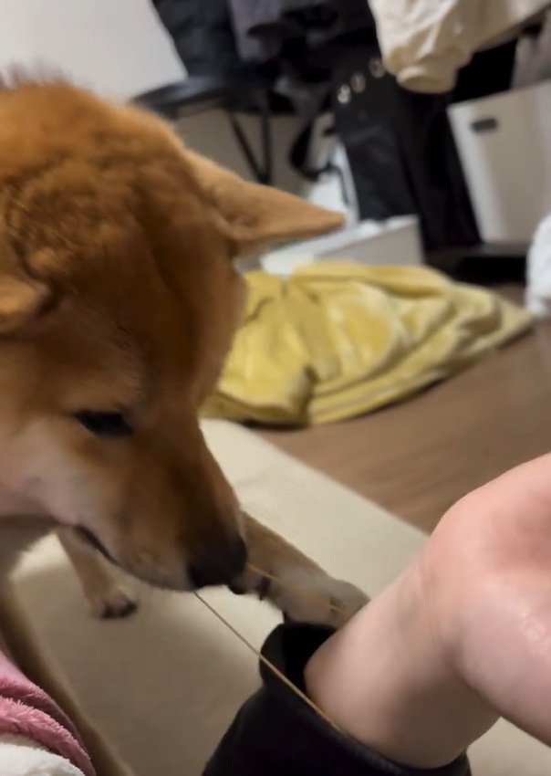 また輪ゴムをくわえるそら君
