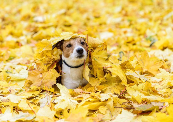 落ち葉の間から顔を出す犬