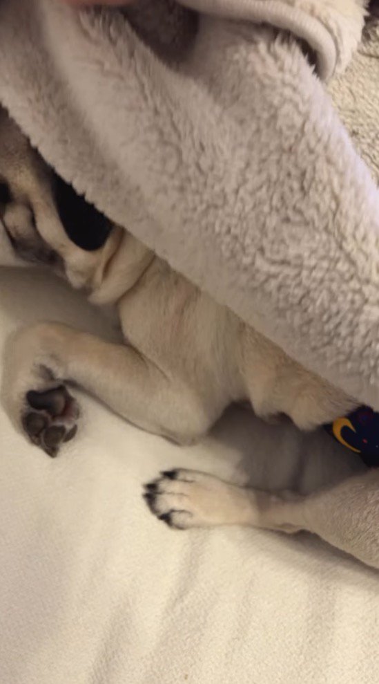 ブランケットの中でくつろぐ犬