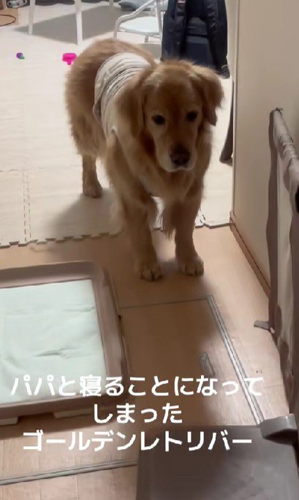 大のママっ子が…