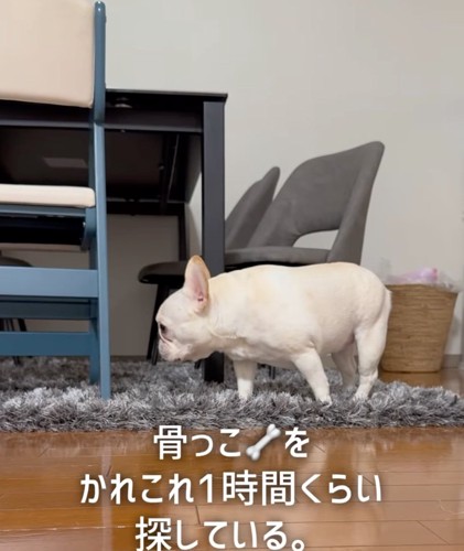 遠くをじっと見つめる犬