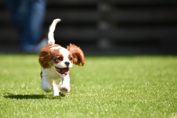 走っている犬